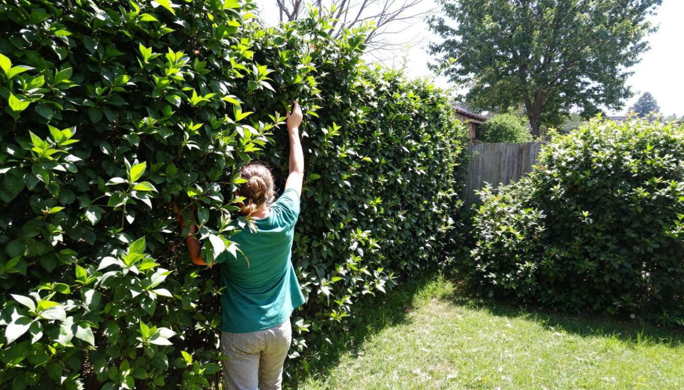 Comment l'arrachage d'une haie impacte-t-il votre jardin ?